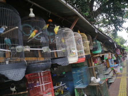 Sudin PPKUKM Jaksel Akan Revitalisasi Pasar Burung Barito