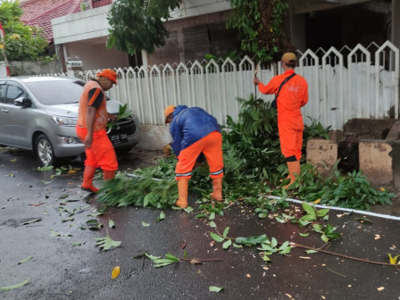  10 PPSU Evakuasi Dua Pohon Sempal di Kayu Putih 