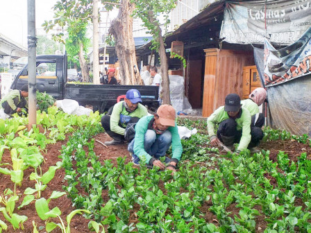 Tanaman Hias di Jalan Lingkar Luar Cengkareng Barat Diperbaharui 