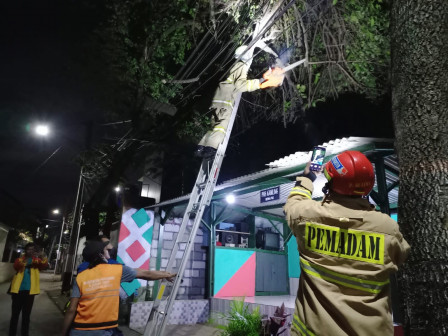 Personel Gabungan Evakuasi Pohon Tumbang di Cilangkap