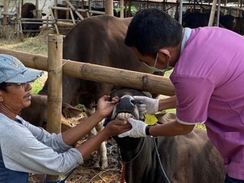 11 Tempat Penampungan Hewan Kurban di Jakbar Diperiksa