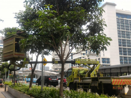 50 Pohon di Jalan Jenderal Sudirman Dipapas