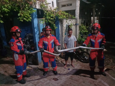 Ular Sanca Tiga Meter di Pulau Lancang Dievakuasi