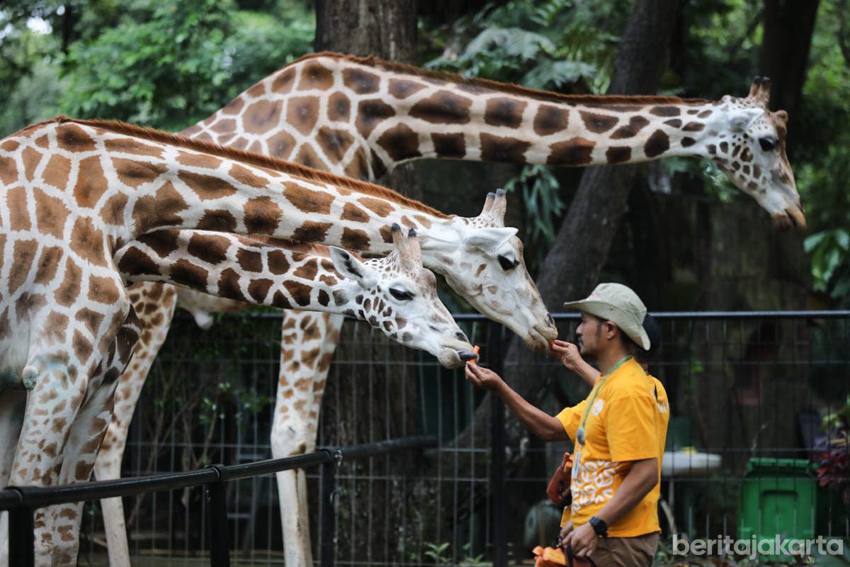 Revitalisasi Ragunan Diminta Tetap Terjangkau untuk Warga