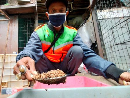 Sudin LH Jaksel Budidaya Maggot di RTH Lestari