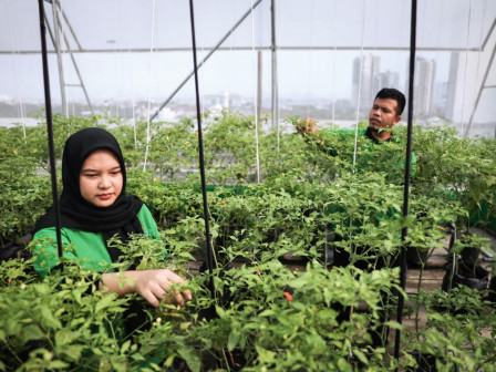 Pasar Mayestik Manfaatkan Rooftop Untuk Urban Farming