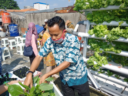 Anggota Komisi A Panen 20 Kilogram Sayuran Hidroponik di Kebon Baru