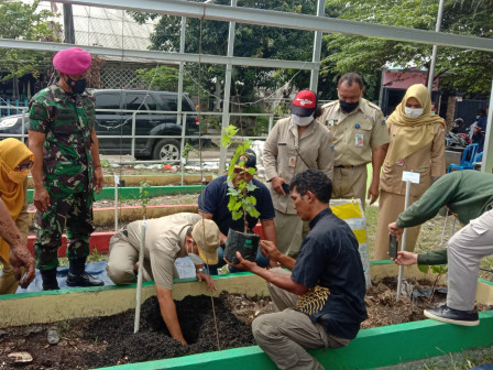  30 Bibit Anggur Ditanam di Lahan Urban Farming RW 01 Kelurahan Semper Timur 