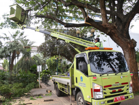 Pemprov DKI Lanjutkan Penanganan Dampak Pohon Tumbang di Balai Kota DKI