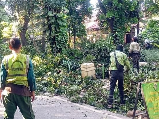  1.195 Pohon Rawan Tumbang di Jaksel Sudah Dipangkas 