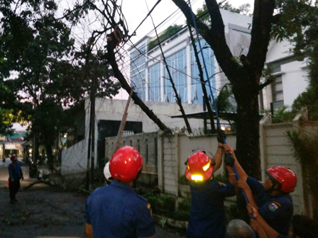 Sebuah Pohon Tumbang Menimpa Kabel PLN di Pejaten Barat