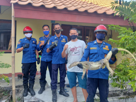 Petugas Berhasil Evakuasi Biawak Dari Rumah Warga Pulau Tidung 