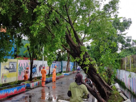 Hujan Angin di Jakut Picu 12 Pohon Tumbang