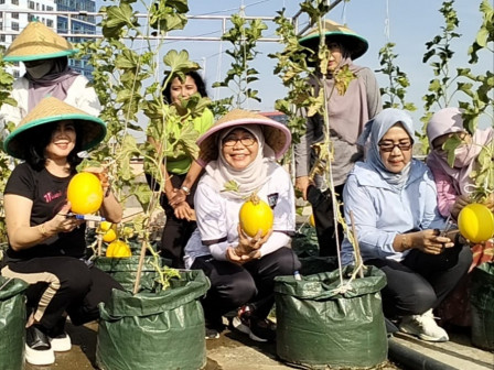 Dinas KPKP, Bapenda DKI, Gelar Panen Buah Melon