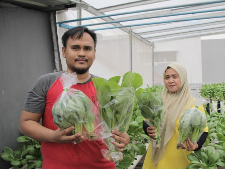 Sakinah Farm Panen 30 Kilogram Sayuran
