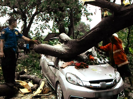 Korban Pohon Tumbang Bisa Klaim ke Dishut DKI