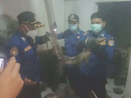 Petugas Berhasil Evakuasi Biawak dari Rumah Warga di Jalan Pantai Timur