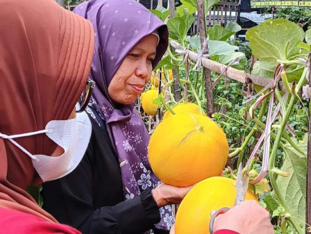  21 Kilogram Melon Golden Alisha di Poktan Nusa Indah 