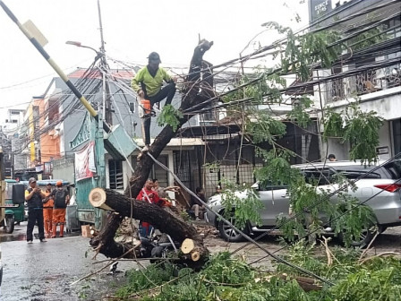 Tiga Pohon Tumbang Tuntas Dievakuasi di Jakbar