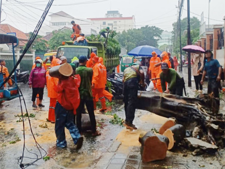  25 Personel Gabungan Evakuasi Pohon Tumbang di Kwitang