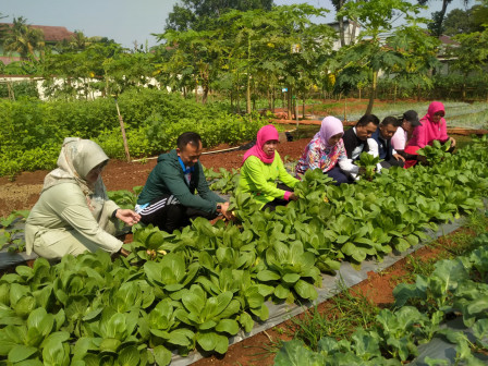 Puluhan Kilogram Sayur Mayur Dipanen Cipayung Edu Farm 