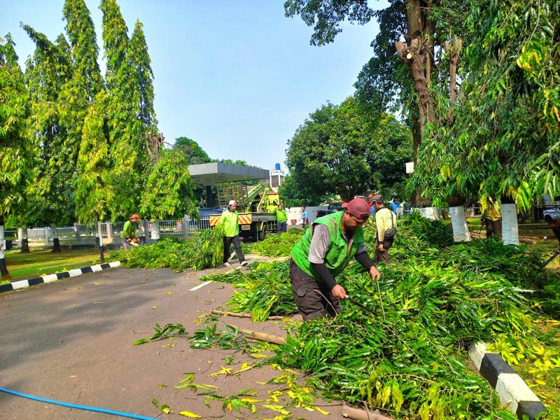 Petugas Gabungan Toping 50 Pohon di Komplek Makoops AU Halim Perdanakusuma