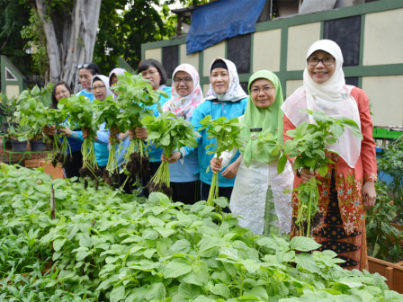 DKPKP Kembali Panen Sayur dan Ikan dari Lahan Opal