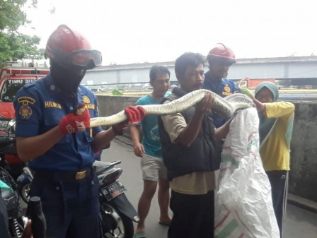 Ular Sanca Sepanjang Tiga Meter Berhasil Dievakuasi di Tomang