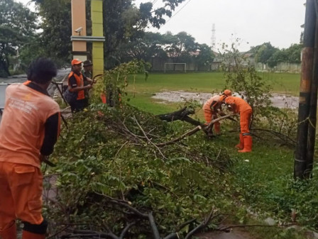 Pohon Tumbang di Jalan Marunda I Rampung Dievakuasi 