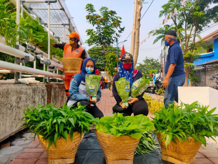 Ratusan Kilogram Sayuran di Kebun Hidroponik Taman Solo Panen Raya