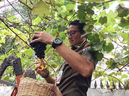 Wagub DKI Jakarta Panen Anggur Merah di Gang Hijau Cempaka Putih Timur