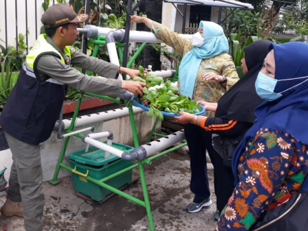 Kelurahan Jelambar Panen Pakcoy dan Kangkung