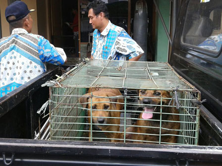 Anjing Liar di Kramat Baru di Tangkap 