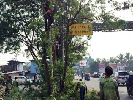 472 Pohon Rawan Tumbang di Jakut Ditebang