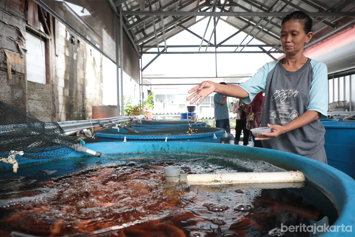 Budidaya Ikan Nila di Poktan Swara Hijau Farm