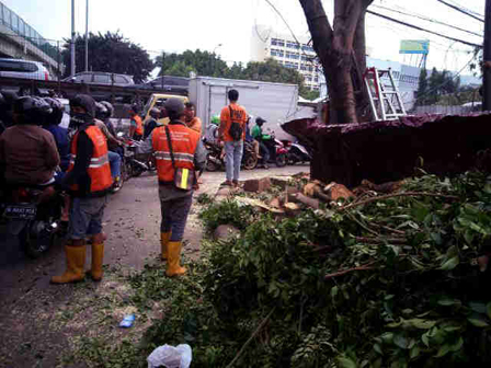 Pohon Besar di Jl Arjuna Ditebang