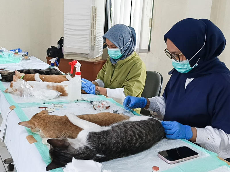 Sterilisasi 100 Kucing Jantan di Jakbar Diapresiasi Warga