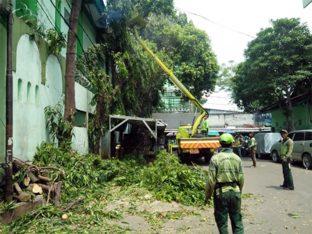 Antisipasi Pohon Tumbang, 11 Pohon di Rawa Bunga Ditoping