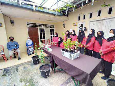 Dinas KPKP DKI Kunjungi Urban Farming Anggur di Munjul 