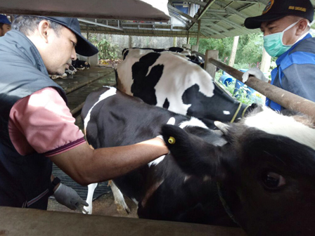 Sudin KPKP Jaktim Vaksin SE 150 Ekor Sapi Perah