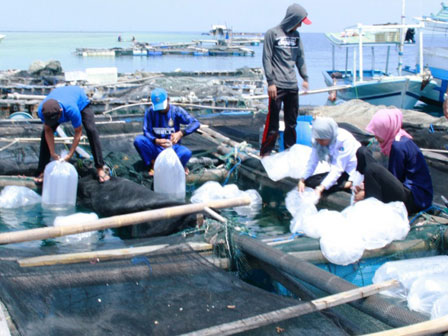 90 Ribu Benih Ikan akan Didistribusikan ke Pulau Seribu