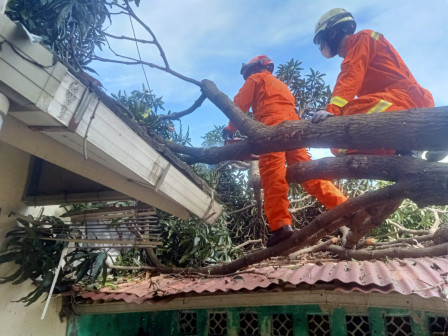 Gulkarmat Jaktim Evakuasi Pohon Tumbang Timpa Rumah di Matraman 
