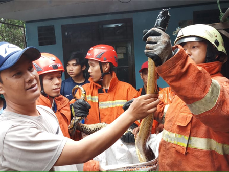 Petugas Amankan Ular Sanca di Kelurahan Gedong