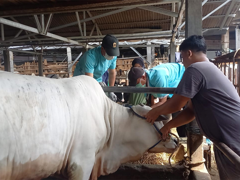  Jelang Idul Adha, Sudin KPKP Jaktim Mulai Periksa Hewan Kurban