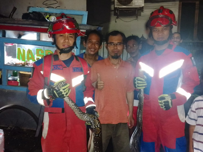 Gulkarmat Jaktim Evakuasi Tiga Sanca Dalam Semalam 
