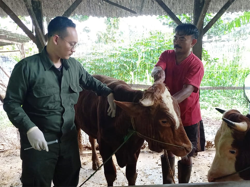  Cegah PMK,181 Sapi di Jaktim Divaksin