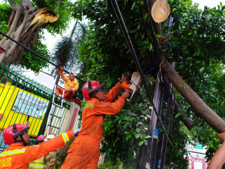 Petugas Gabungan Evakuasi Pohon Tumbang di Jalan Otista