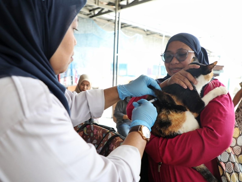 Vaksinasi Rabies di Tegal Parang Sasar 43 Ekor Kucing