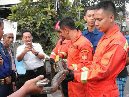 Ular Phyton Lepas Berhasil Dievakuasi Dari Rumah Warga