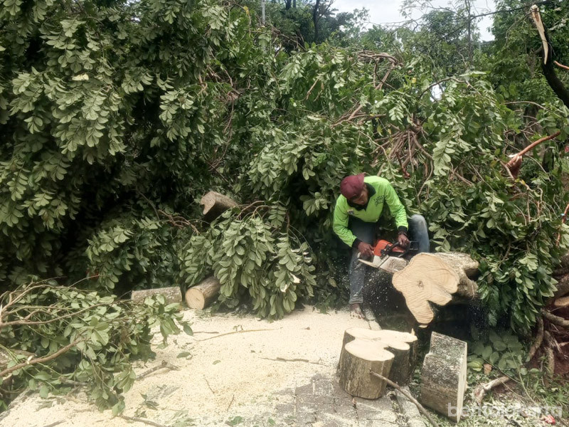 Penanganan pohon tumbang dan sempal di dalam Taman Cempaka